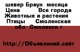 шевер Браун 2месяца › Цена ­ 200 - Все города Животные и растения » Птицы   . Смоленская обл.,Смоленск г.